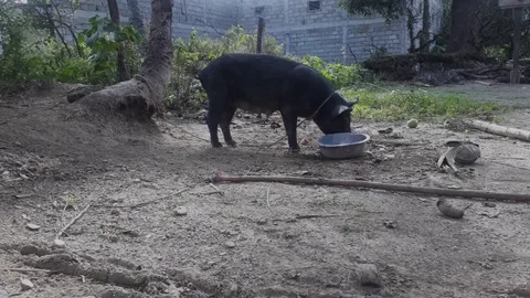 Black wild pig tied to a tree eating from a small bucket Stock Footage 101346728