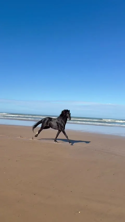 Black wild steed galloping in the beach Vídeos de archivo 335171780
