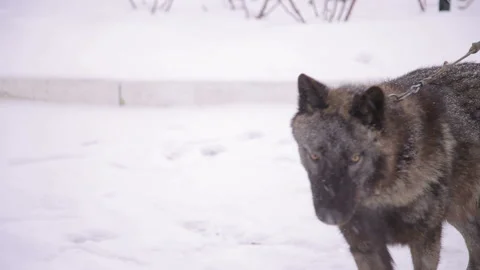 Wolf on hotsell a leash