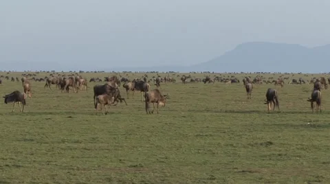 Black Wildebeast herd feed on grass plains on Masai Mara 1 Stock Footage 57553690