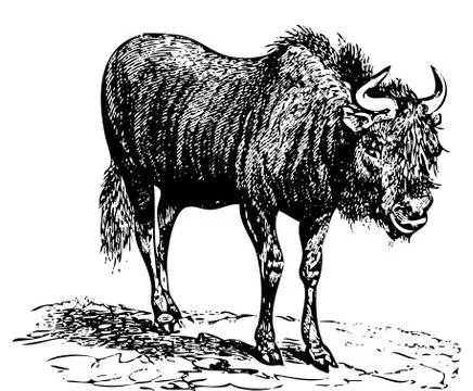 Black Wildebeest (gnu) old engraving 库存插图
