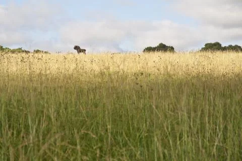 Black wildebeest Stock Photos