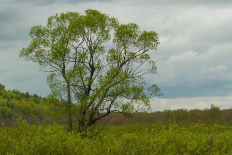 Black Willow Tree in Field Stock-Fotos