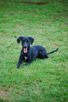 Black wind hound pup Posing in the grass looking at the camera 스톡 사진