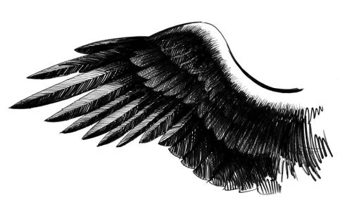 Black wing Stock-Illustration