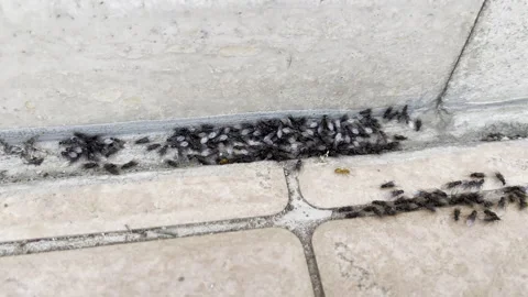 Black winged ants migration and invasion due to serious climate changes on Stock-Footage 305159957