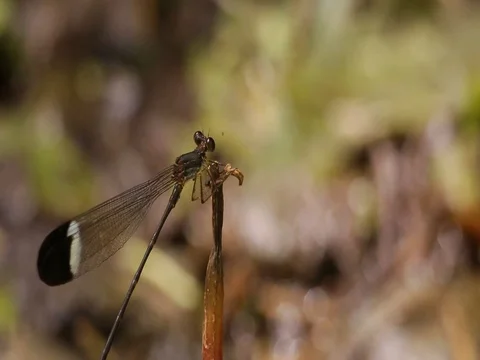 Black winged damselfly catching a tiny fly Vídeos de archivo 75045406