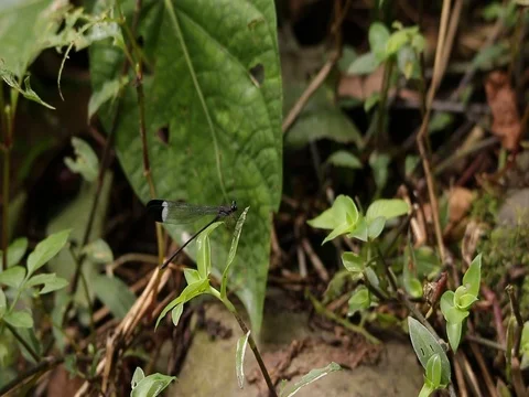 Black winged damselfy fluttering Stock-Footage 75045651
