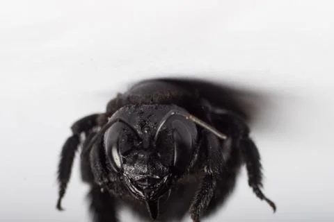 Black winged insect Stock Photos