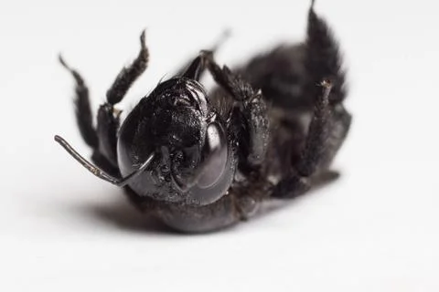 Black winged insect Stock Photos