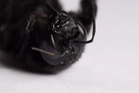 Black winged insect Stock Photos