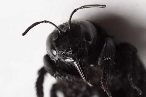 Black winged insect Stock Photos