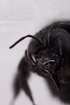Black winged insect Stock Photos