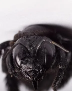 Black winged insect Stock Photos