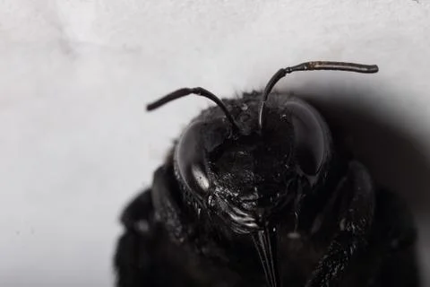 Black winged insect Foto stock