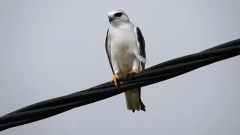 Black-winged Kite also known as a Black-shoulder kite eagle sitting on a cabl Stock Footage 254092209