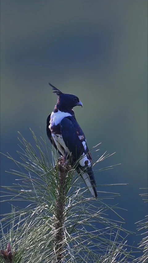 Black-winged Kite Bird Perched on Top of Pine Tree Branch with Blue Background Video stock 330859724