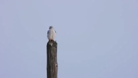 Black-winged kite, Elanus caeruleus, Elanio comun Stock Footage 171264444