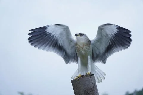 Black-winged kite (Elanus caeruleus) in the afternoon flapping its wings wh.. Stock Photos