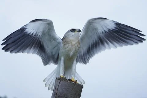 Black-winged kite (Elanus caeruleus) in the afternoon flapping its wings wh.. Stock Photos