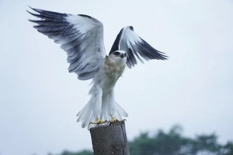 Black-winged kite (Elanus caeruleus) in the afternoon flapping its wings wh.. Stock Photos