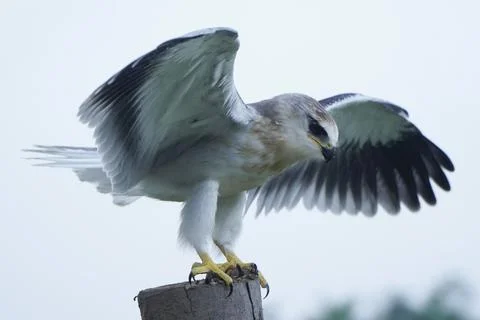 Black-winged kite (Elanus caeruleus) in the afternoon flapping its wings wh.. Stock Photos