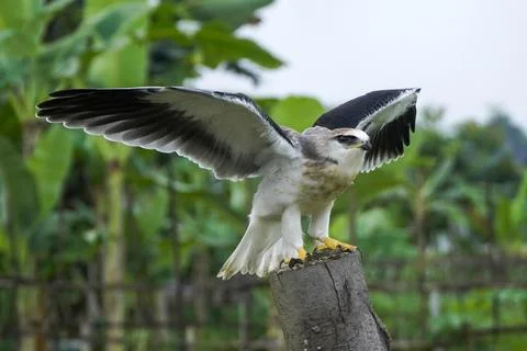 Black-winged kite (Elanus caeruleus) in the afternoon flapping its wings wh.. Stock Photos