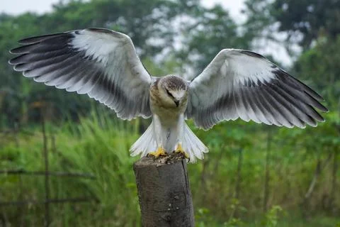 Black-winged kite (Elanus caeruleus) in the afternoon flapping its wings wh.. Stock Photos