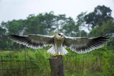 Black-winged kite (Elanus caeruleus) in the afternoon flapping its wings wh.. Stock Photos