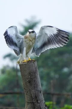 Black-winged kite (Elanus caeruleus) in the afternoon flapping its wings wh.. Stock Photos