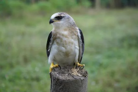 Black-winged kite (Elanus caeruleus) in the afternoon flapping its wings wh.. Stock Photos