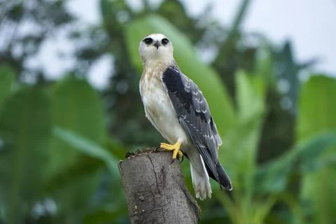 Black-winged kite (Elanus caeruleus) in the afternoon flapping its wings wh.. Stock Photos