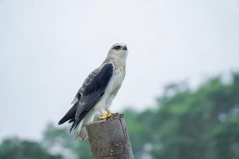 Black-winged kite (Elanus caeruleus) in the afternoon flapping its wings wh.. Stock Photos