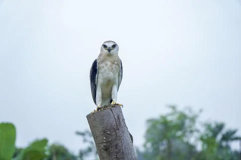 Black-winged kite (Elanus caeruleus) in the afternoon flapping its wings wh.. Stock Photos