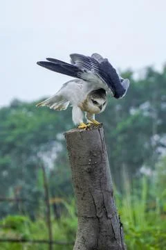 Black-winged kite (Elanus caeruleus) in the afternoon flapping its wings wh.. Stock Photos