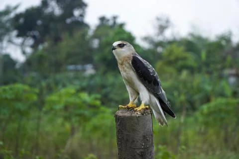 Black-winged kite (Elanus caeruleus) in the afternoon flapping its wings wh.. Stock Photos