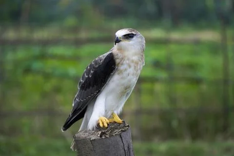 Black-winged kite (Elanus caeruleus) in the afternoon flapping its wings wh.. Stock Photos