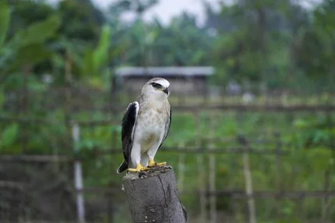 Black-winged kite (Elanus caeruleus) in the afternoon flapping its wings wh.. Stock Photos