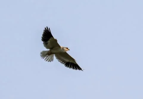 Black winged kite in flight. Stock Photos