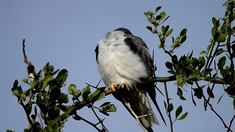 Black-winged kite Multi-Colored Birds Hanging on A Tree Safari Tanzania, Africa Stock Footage 116362999