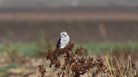 Black-winged kite or Black-shouldered kite Perches Vidéo 139287565