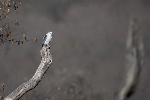 Black-winged kite or Elanus caeruleus observed in Jhalana in Rajasthan, India Stock Photos