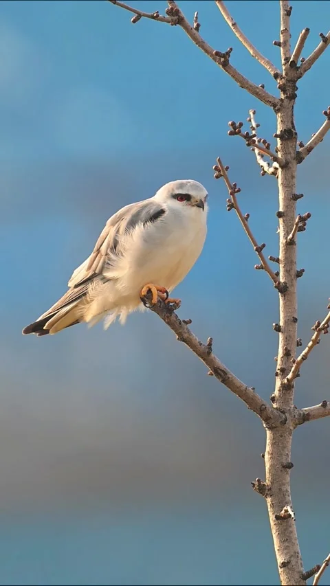 Black-winged Kite Perched on a Budding Tree Branch Against Blue Background 스톡 동영상 330622076