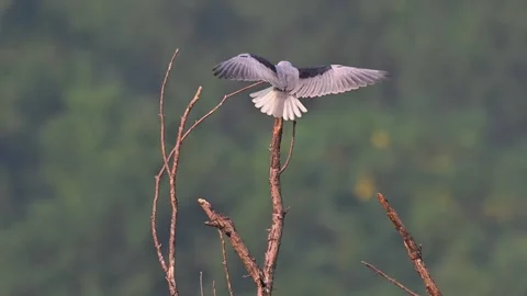 Black-winged Kite Perched on Dry Tree Branch Stock Footage 330761732
