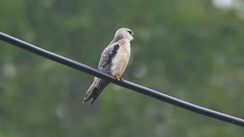 Black-winged Kite Perching on Power Line Cable with Striking Red Eyes 스톡 동영상 330738141