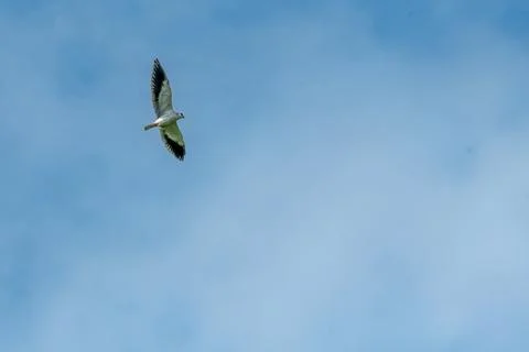 Black winged Kite Stock Photos