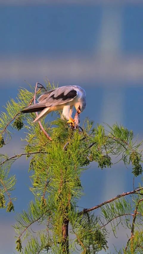 Black-winged Kite Predator Perched on Pine Tree Branch with Prey Видео 330833125