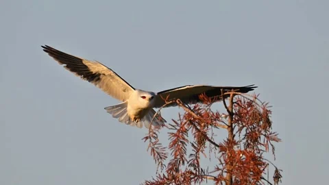 Black-winged Kite Spreading Wings on Tree Top Against Clear Sky Background 스톡 동영상 330621049
