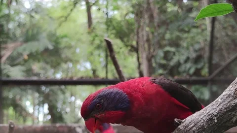 The black-winged lory is distributed to forests and coastal habitat Vídeo Stock 208100162