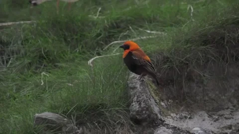 Black-winged red bishop. lovely Red Bishop Bird. Euplectes hordeaceus Stock Footage 254349040